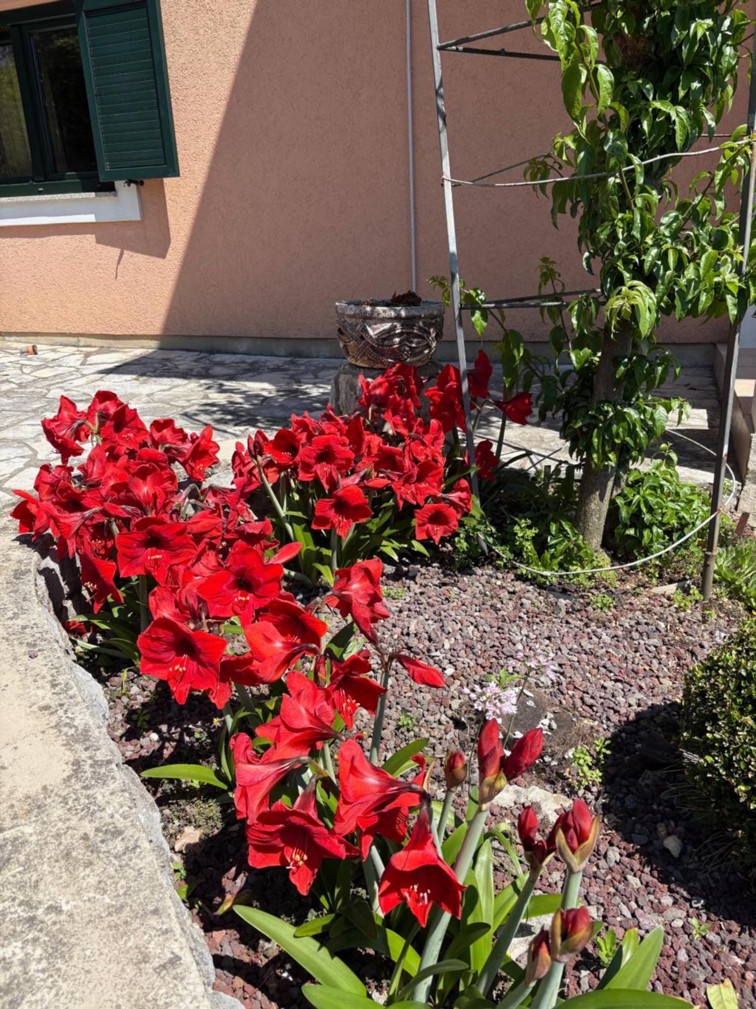 Bed & Breakfast Iris Moscenicka Draga